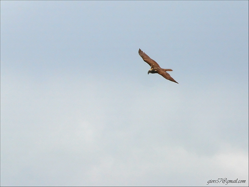 Falco di Palude ( Circus aeruginosus) femmina?